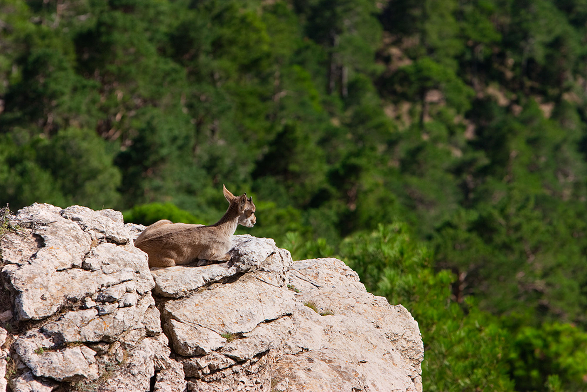 10 lieux incontournables pour l'observation des oiseaux en Catalogne -  Catalunya Experience