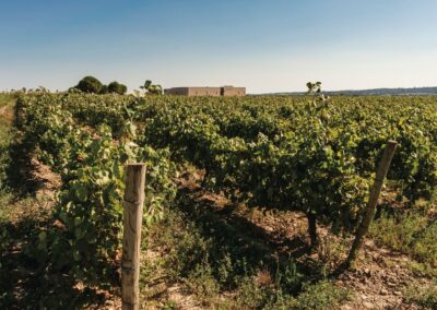 La Route des vins de l’Empordà en 8 activités